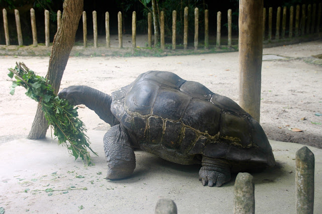 Tartaruga gigante