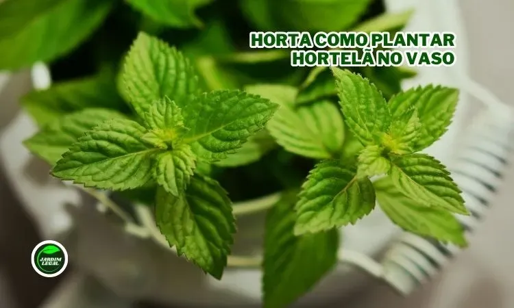 Como Plantar Hortelã no Vaso em Casa: