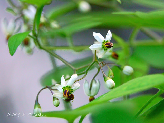 Solanum lyratum