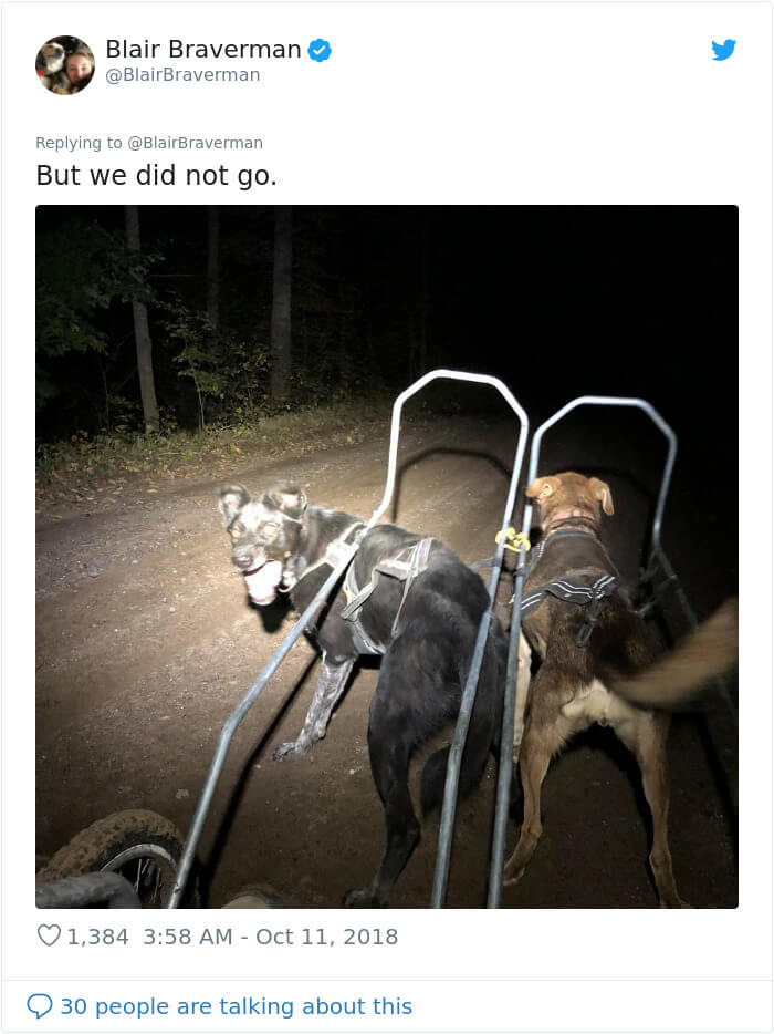 Woman Shares How Her Adorable But ‘Dumb As A Box Of Rocks’ Sled Dog Took Her Home