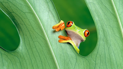 frog,insects