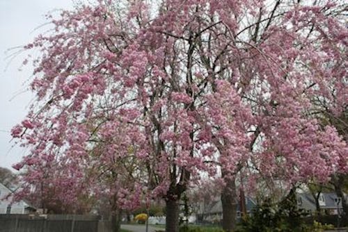 A Guide To Northeastern Gardening Spring Flowering Trees Pretty In Pink And White