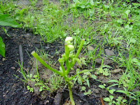 munched on green bean