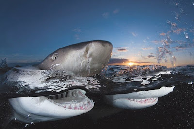 Sharks Up Close Seen On www.coolpicturegallery.us