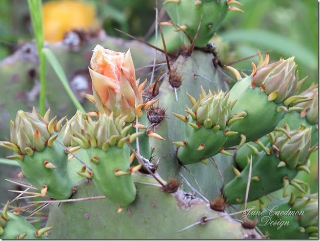 PricklyPearCactus