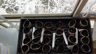 tray of 24 paper pots with seedlings in them, and 6 plastic markers.