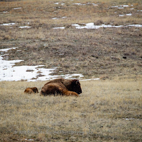 Baby Tatanka Part II: New born buffalo calves in Custer State Park by Dakota Visions Photography LLC