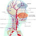 Giant Cell Arteritis (Temporal Arteritis) - Όταν οι αρτηρίες φλεγμονώνονται.