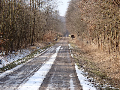 przedwiośnie w lesie. grzyby 2018, grzyby w marcu, grzyby nadrzewne