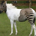 Parque alemão abriga híbrido zebra-cavalo