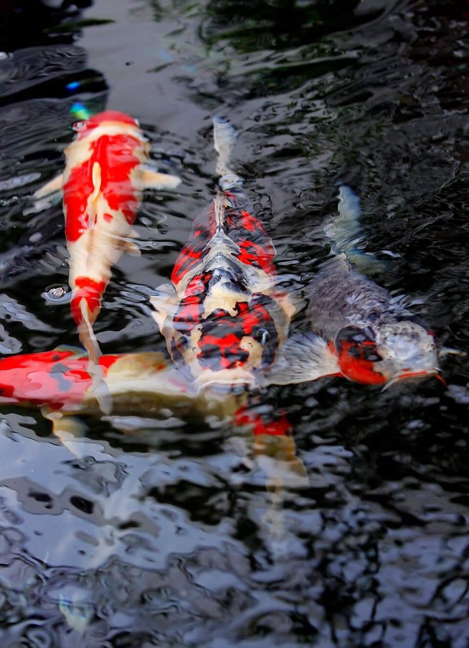 TUKANG KOLAM KOI RENOVASI KOLAM KOI JASA TUKANG KOLAM