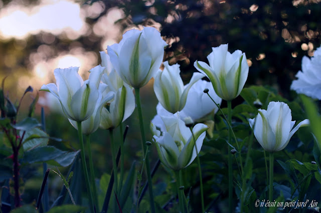 floraison blanche et verte