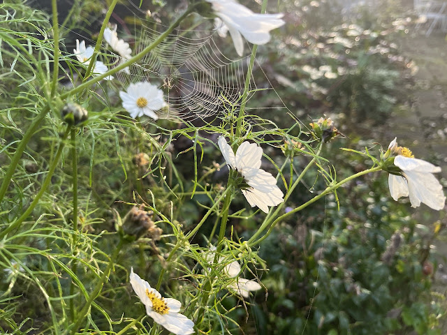 Spinnenweb met cosmea