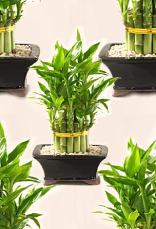 Lucky Bamboo Plants3