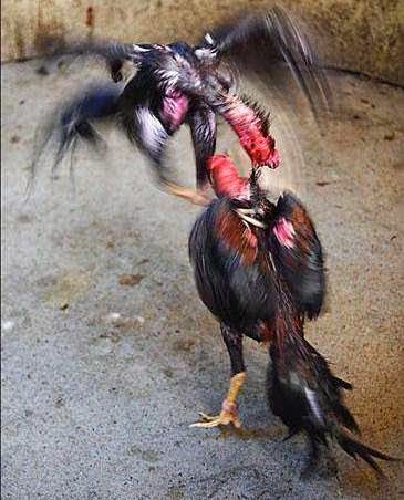 Pertandingan Sabung Ayam Siam Shamo Di Jepang