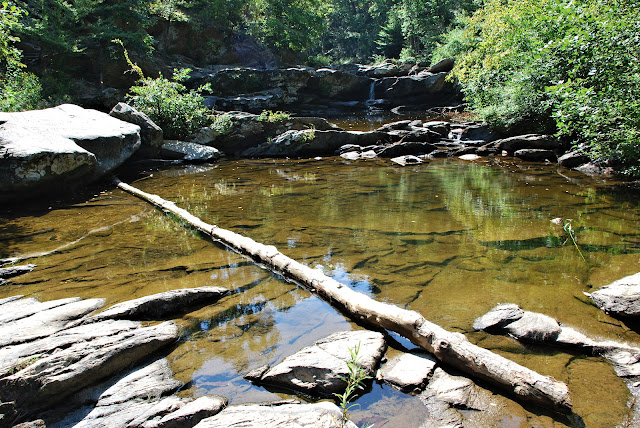 Talladega National Forest