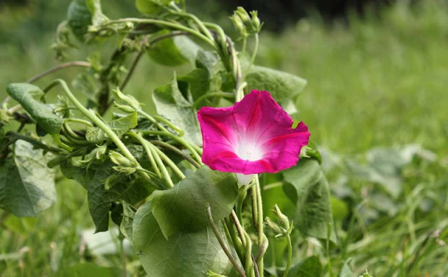 Morning Glory Flowers Pictures