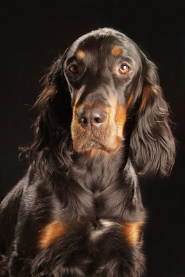 Gordon Setter