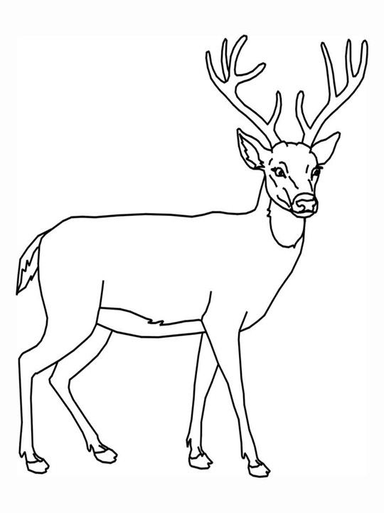 Zoo Animals Coloring Pages