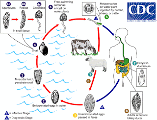 Ciri-ciri Filum Platyhelminthes atau Cacing Pipih, Klasifikasi, dan Perannya dalam Kehidupan