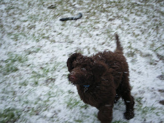 Alfie racing around in the swirling snowflakes, a light dusting of snow is on the ground