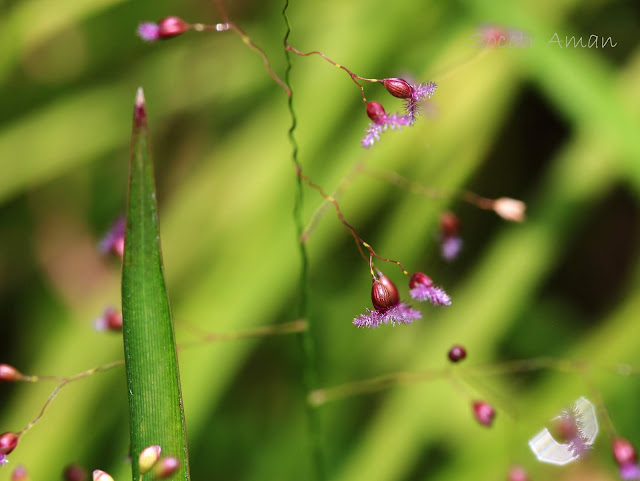 sachne globosa