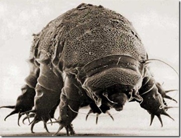 tardigrad888osoaguia