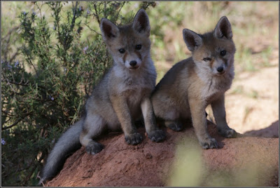 Cachorros de zorro