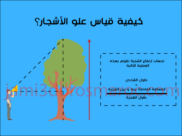 كيفية قياس علو الأشجار؟