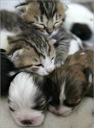 kittens and puppies. Puppies And Kittens And