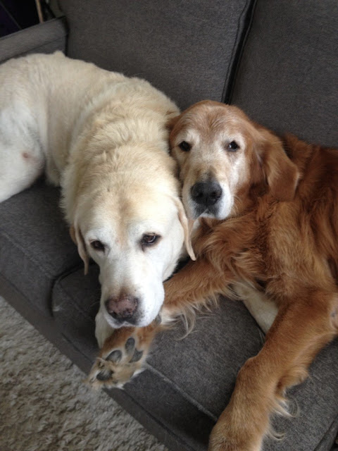 August 28 is Rainbow Bridge Remembrance Day