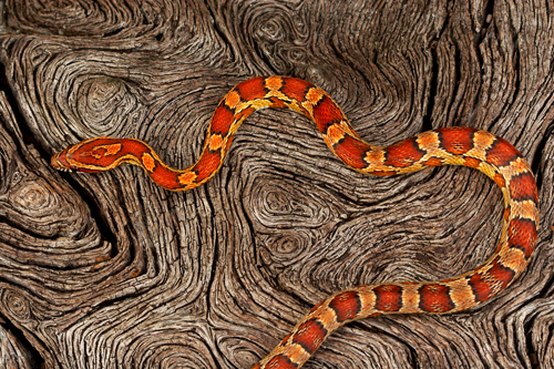 05 corn snake Kanapaha Mac Stone Amazing Colorful Snakes   Most Beautiful Venomous Snakes of the World