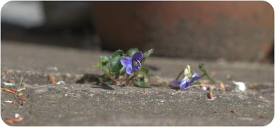 violet flower weed