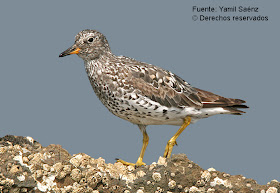 playero rompiente Aphriza virgata