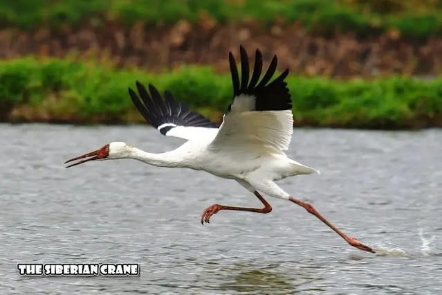 The siberian crane
