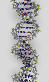 Deoxyribonucleic acid (DNA)