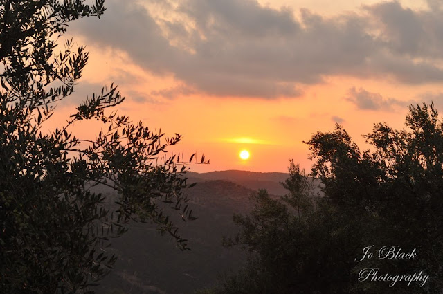 sunset+olive+tree