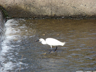 쇠백로(little egret)