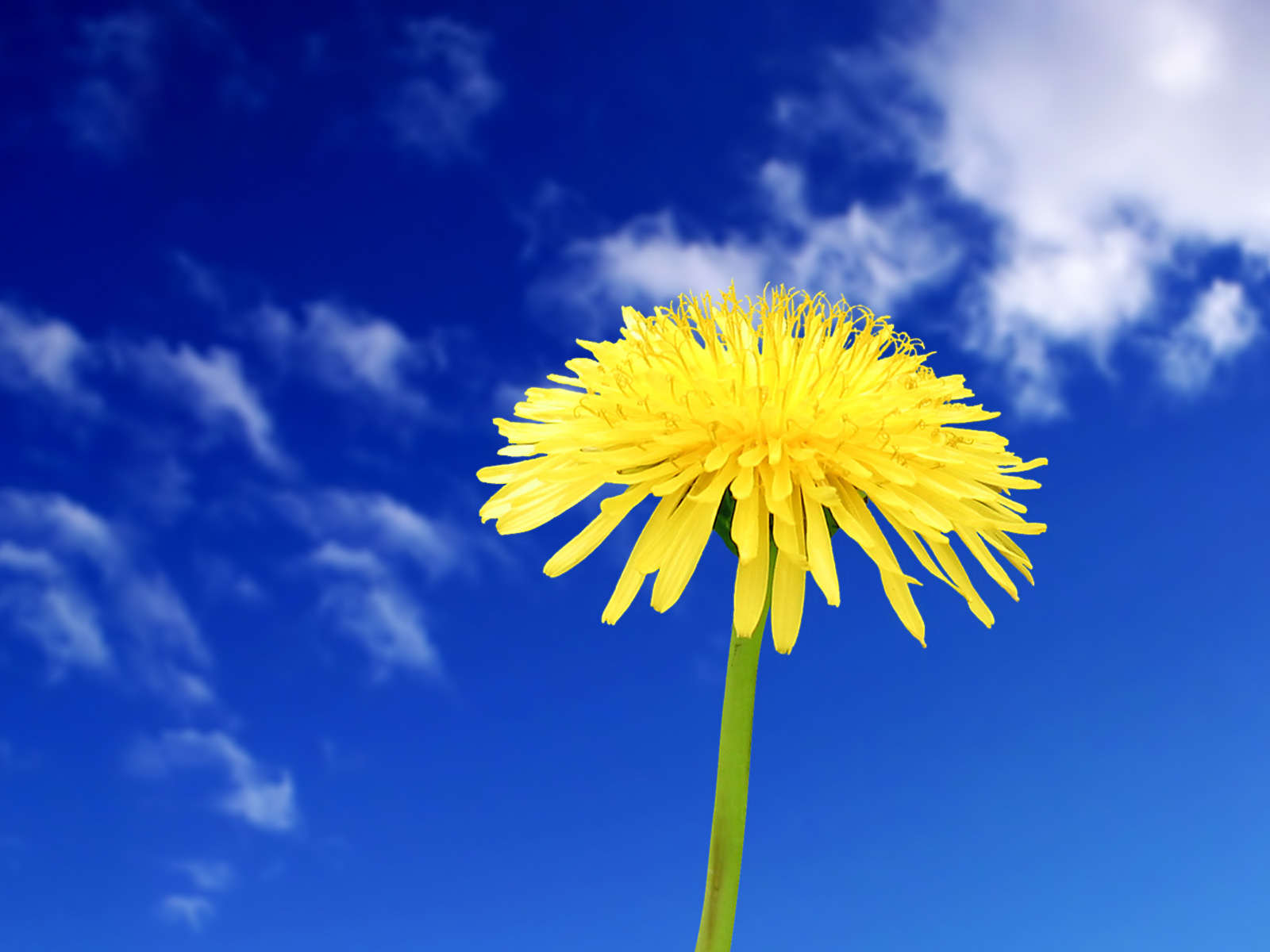 ♥: yellow