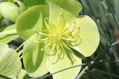 Hellebrous Flower