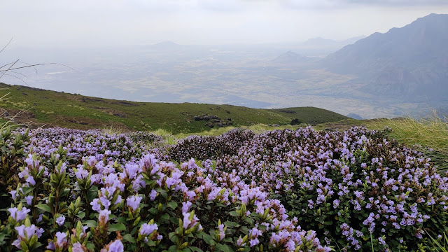 munnar neelakurinji bloom in 2021