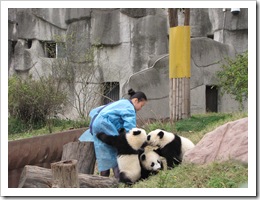 2031 China - Chengdu - Panda Breeding Center