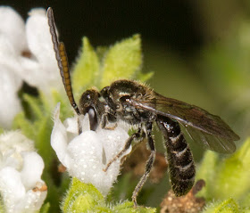 A tiny Sweat Bee, Lasioglossum species, in my back garden, on garden oregano flowers.  12 August 2015.