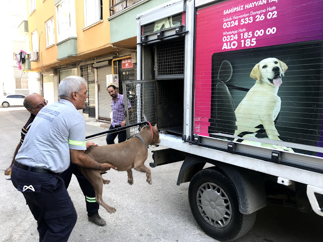 Mersin’de 108 adet tehlike arz eden köpeğe el konuldu