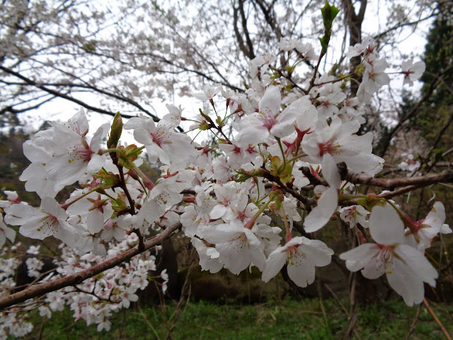 ソメイヨシノ桜が満開