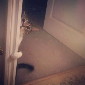 Funny cats - part 91 (40 pics + 10 gifs), can i come in cat