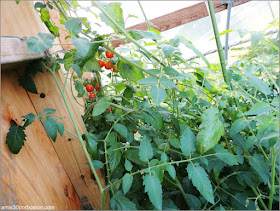 Trapp Family Lodge: Tomates 