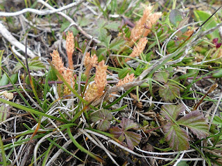 Sélaginelle fausse-sélagine - Selaginella selaginoides