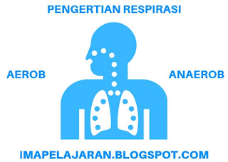 Contoh Respirasi Aerob Dan Anaerob