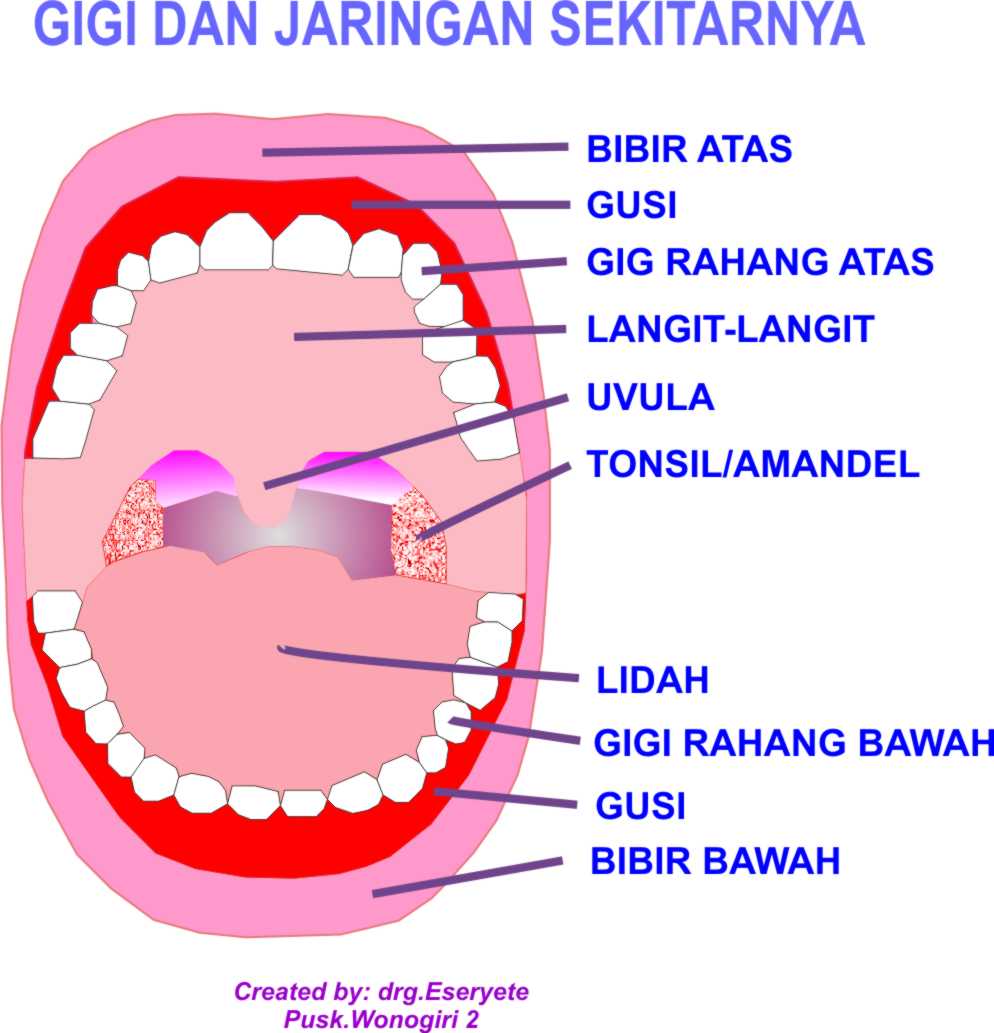 PDGI CABANG WONOGIRI MENGENALI RONGGA MULUT 